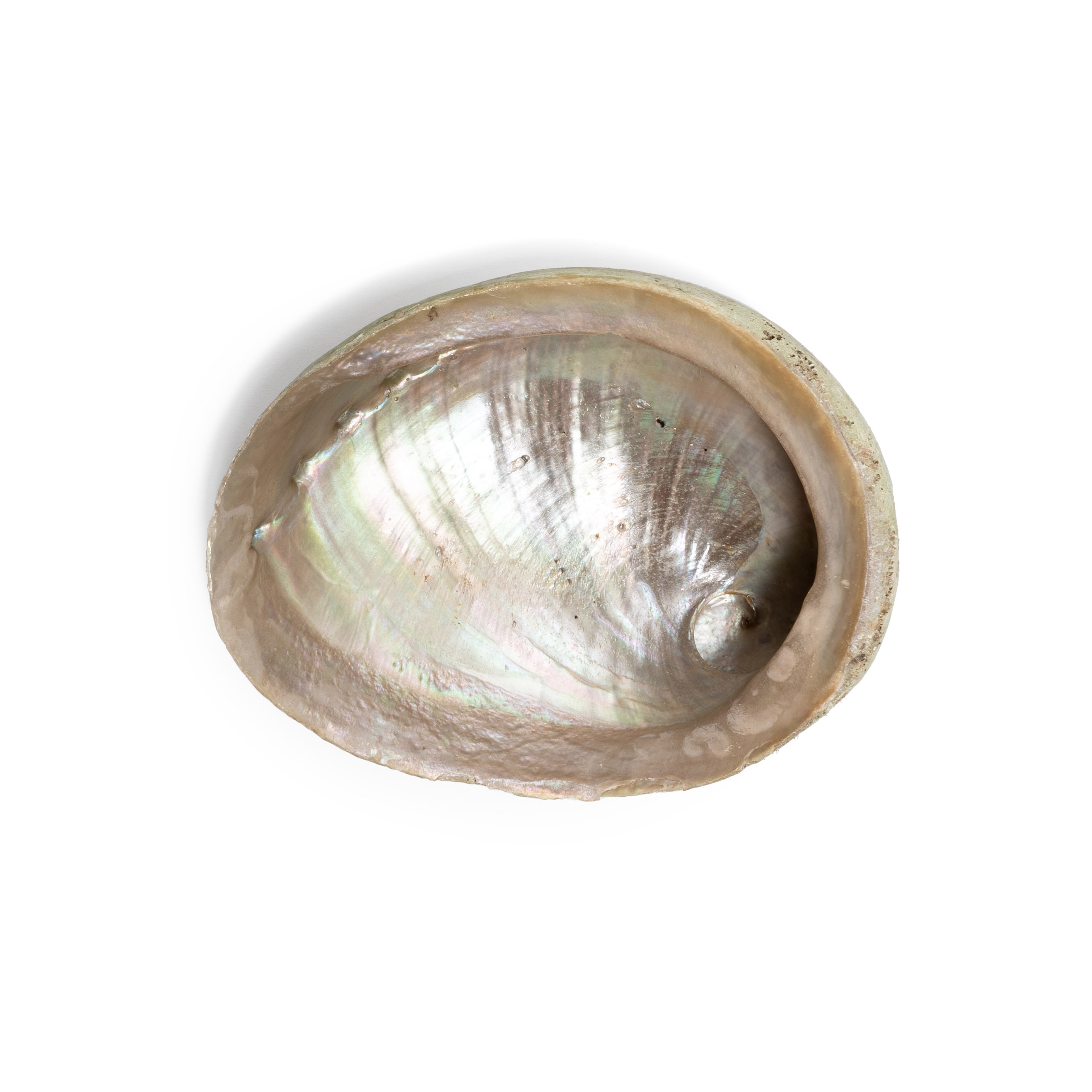 Abalone | Haliotis | L - Strefa-Kensho
